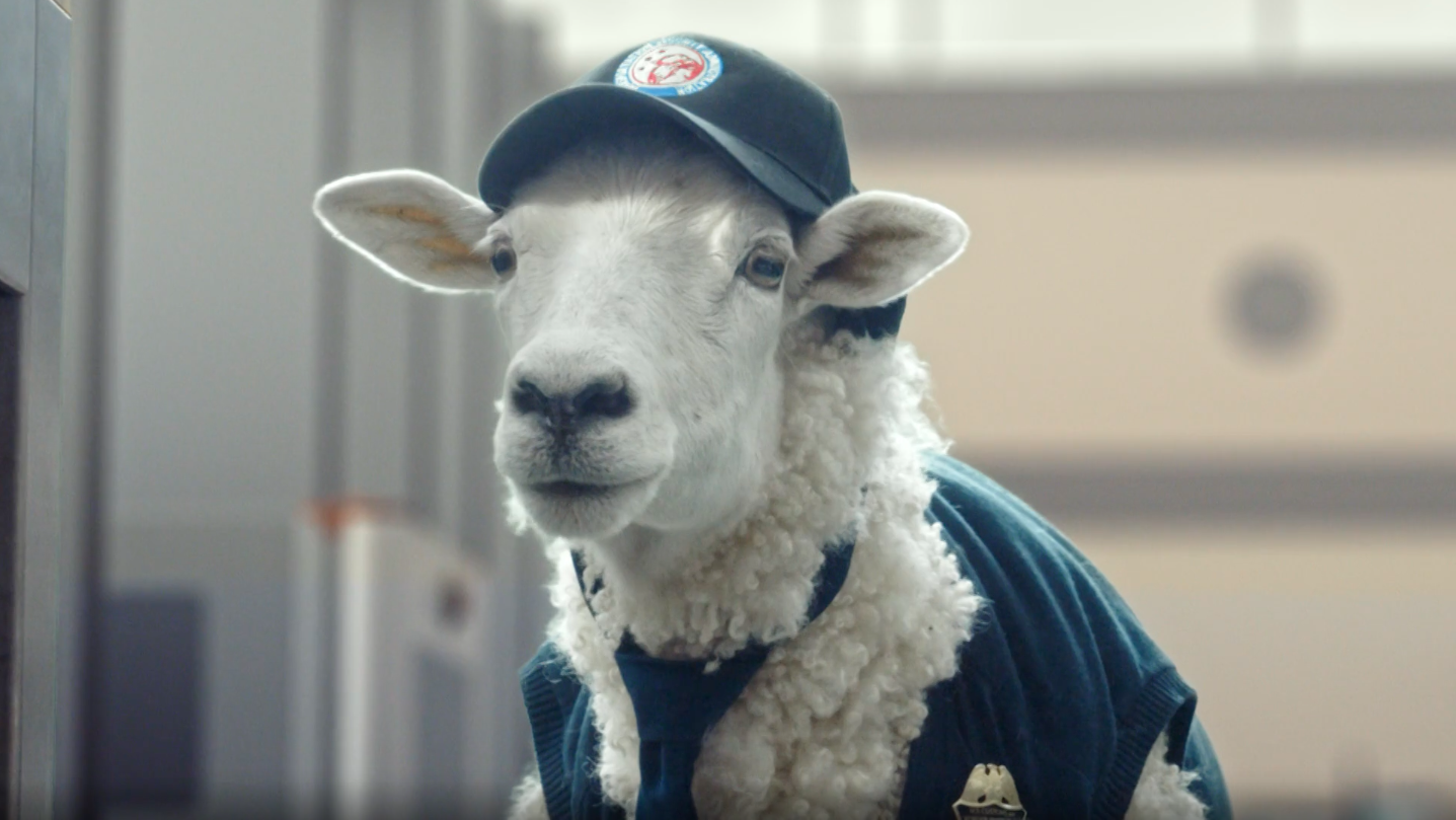 Jet Smarter – Sheeple